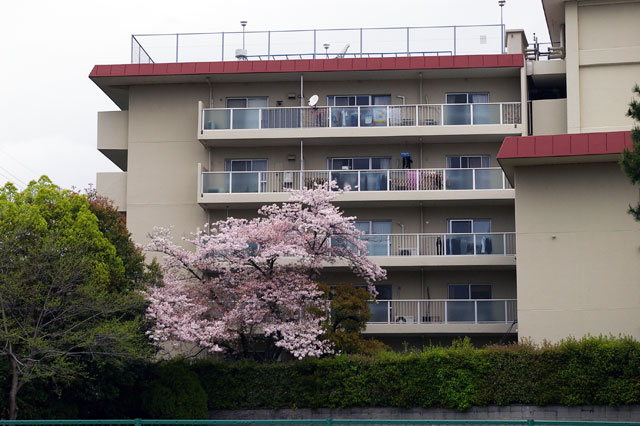 659-0028-sakura42　芦屋さくら百景４２　打出小槌町