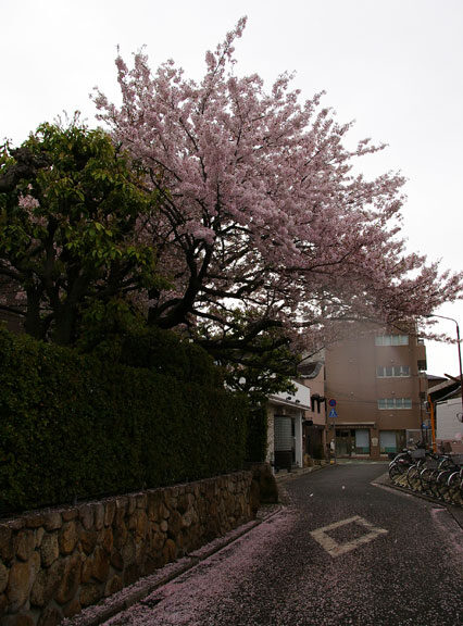 659-0028-sakura44　芦屋さくら百景４３　打出小槌町