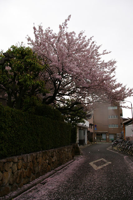 659-0028-sakura44　芦屋さくら百景４３　打出小槌町