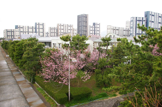 659-0032-sakura50　芦屋さくら百景５０　浜風町