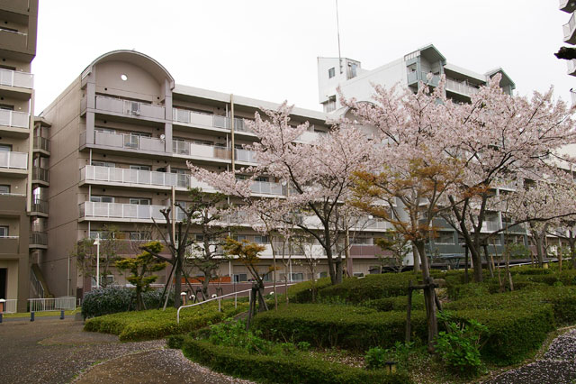 659-0034-sakura53　芦屋さくら百景５３　陽光町