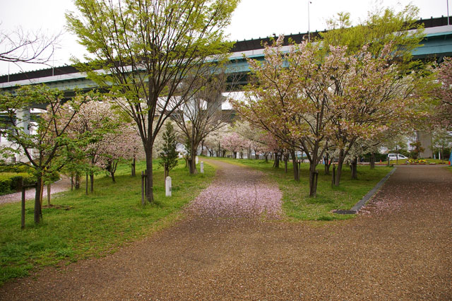 659-0034-sakura54　芦屋さくら百景５４　陽光町