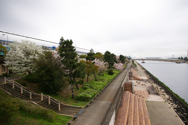 659-0034-sakura55　芦屋さくら百景５５　陽光町