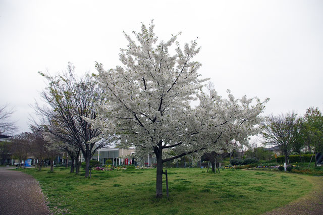 659-0034-sakura56　芦屋さくら百景５６　陽光町