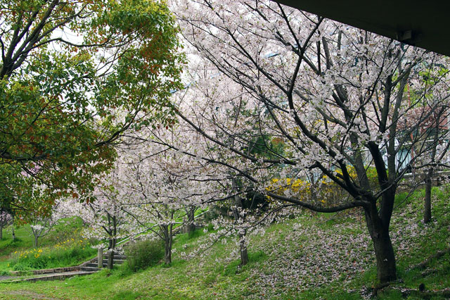 659-0034-sakura58　芦屋さくら百景５８　陽光町