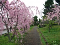 芦屋さくら百景５９ | 陽光町