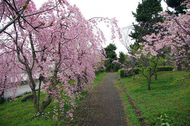 659-0034-sakura59　芦屋さくら百景５９　陽光町