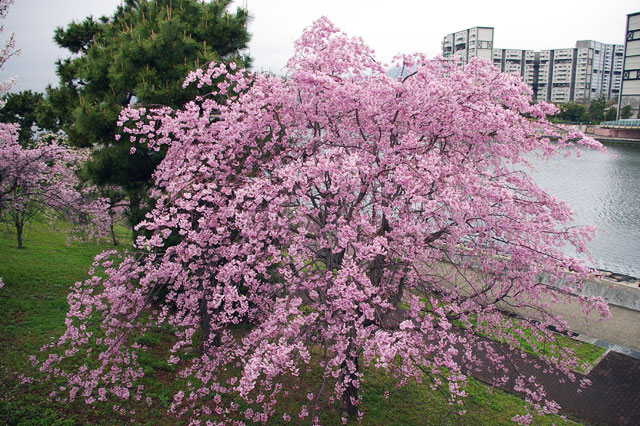 芦屋さくら百景から