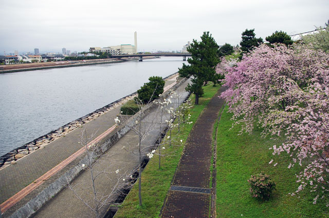 659-0034-sakura61　芦屋さくら百景６１　陽光町