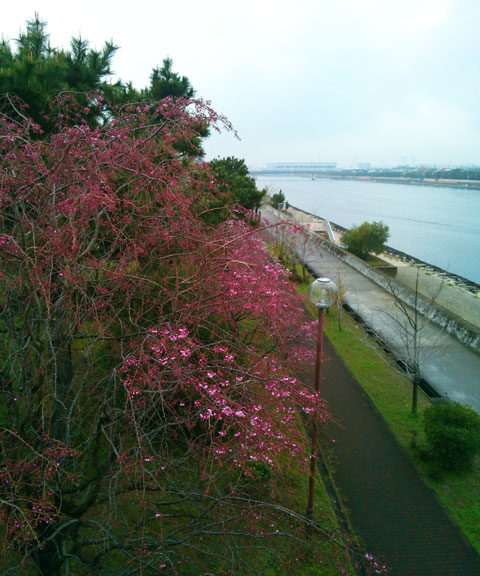 659-0034-sakura62　芦屋さくら百景６２　陽光町