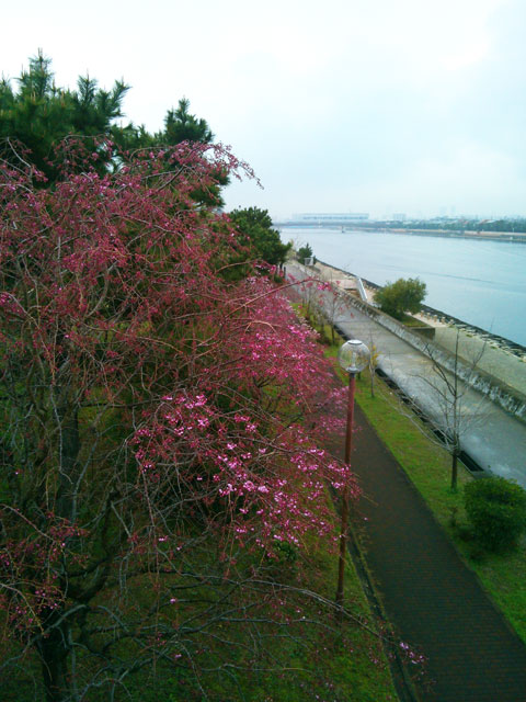 659-0034-sakura62　芦屋さくら百景６２　陽光町