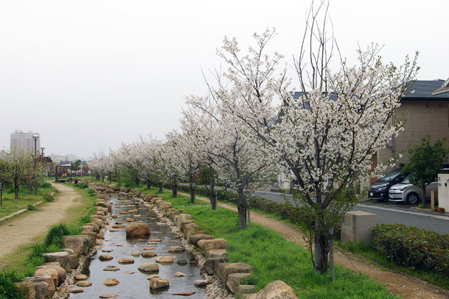 659-0034-sakura63　芦屋さくら百景６３　陽光町