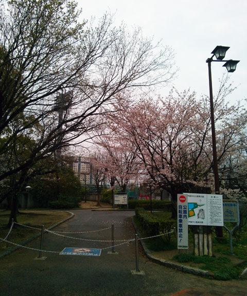 659-0041-sakura65　芦屋さくら百景６５　若葉町