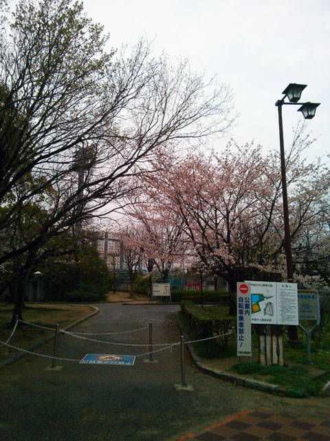 659-0041-sakura65　芦屋さくら百景６５　若葉町