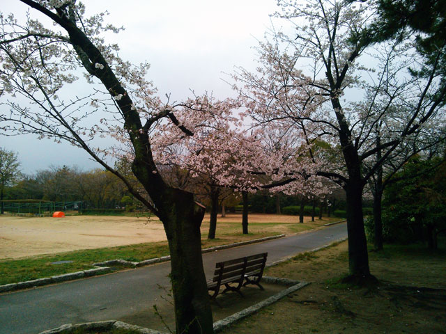 659-0041-sakura66　芦屋さくら百景６６　若葉町