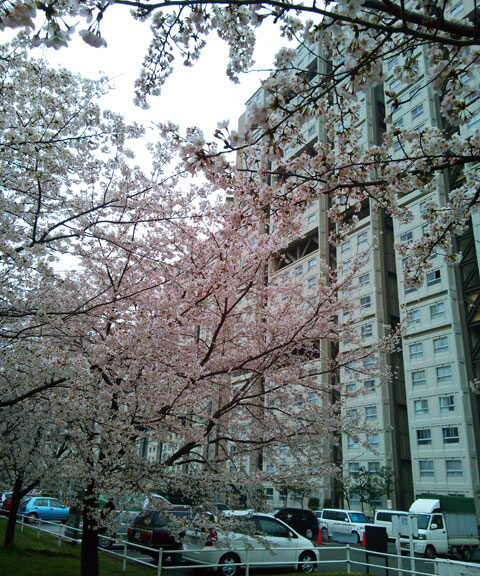 659-0041-sakura67　芦屋さくら百景６７　若葉町