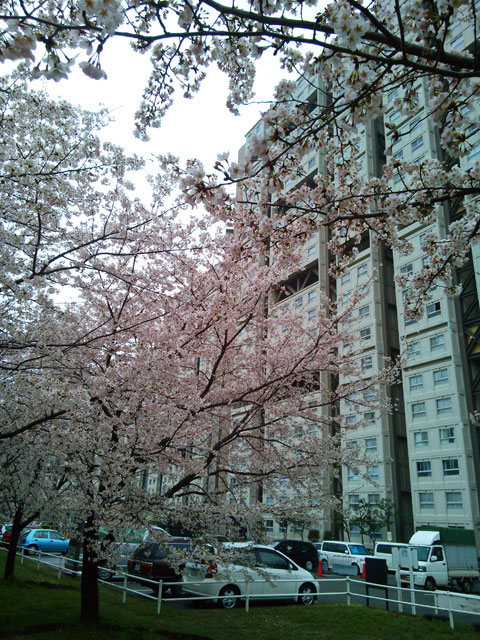 659-0041-sakura67　芦屋さくら百景６７　若葉町