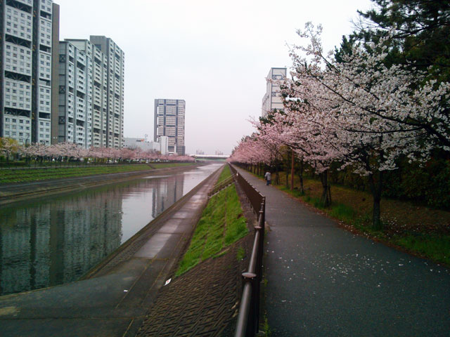 659-0041-sakura68　芦屋さくら百景６８　若葉町