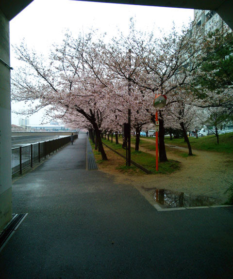 659-0041-sakura69　芦屋さくら百景６９　若葉町