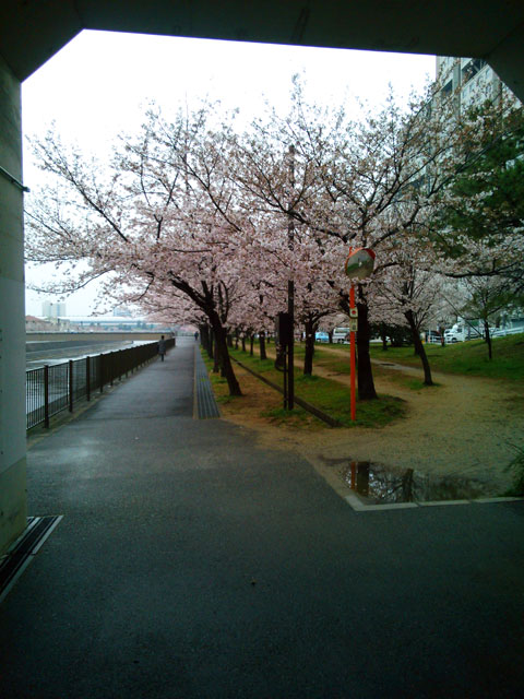 659-0041-sakura69　芦屋さくら百景６９　若葉町