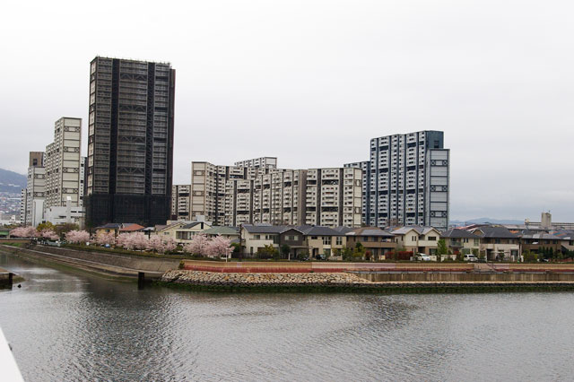 659-0043-sakura70　芦屋さくら百景７０　潮見町