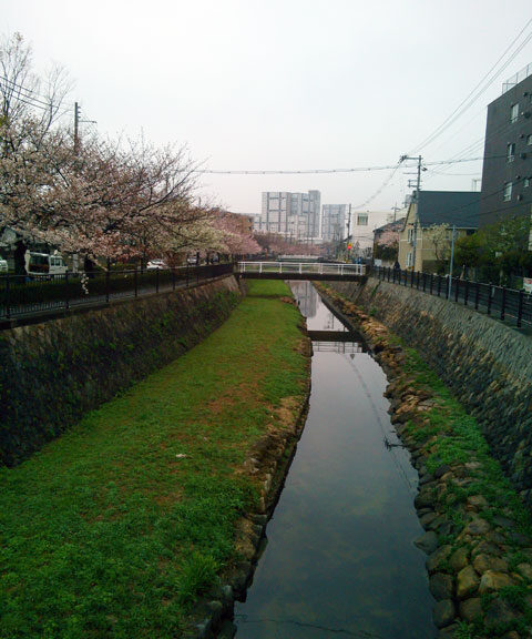 659-0051-sakura71　芦屋さくら百景７１　呉川町