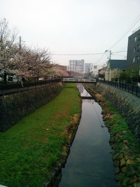 659-0051-sakura71　芦屋さくら百景７１　呉川町