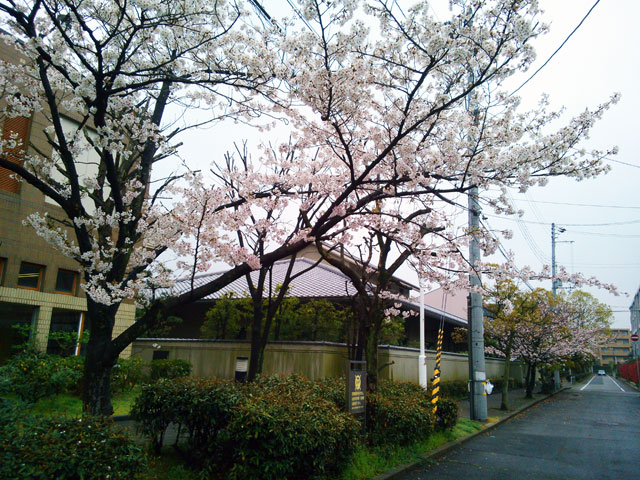 659-0052-sakura72　芦屋さくら百景７２　伊勢町