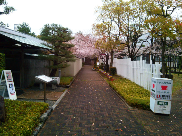 659-0052-sakura73　芦屋さくら百景７３　伊勢町