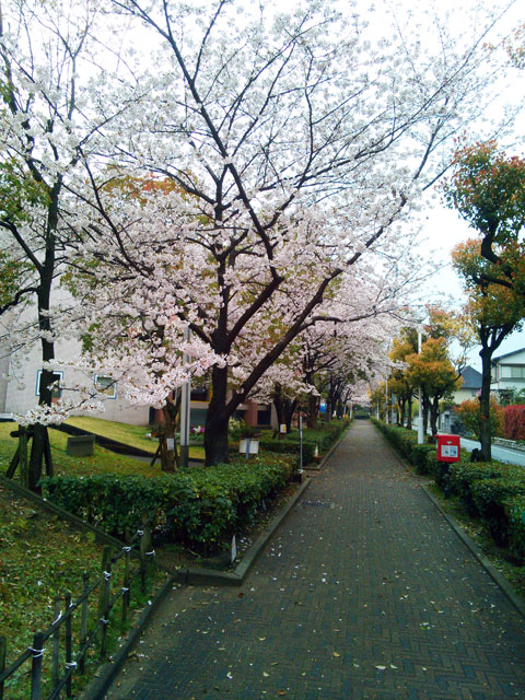 659-0052-sakura74　芦屋さくら百景７４　伊勢町