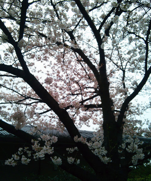 659-0052-sakura75　芦屋さくら百景７５　伊勢町