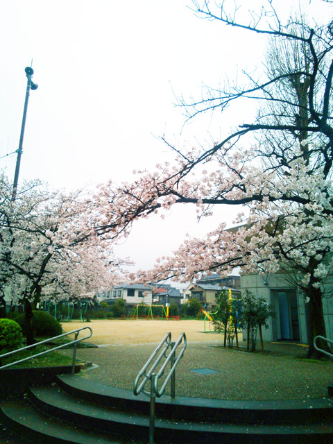 659-0062-sakura76　芦屋さくら百景７６　宮塚町