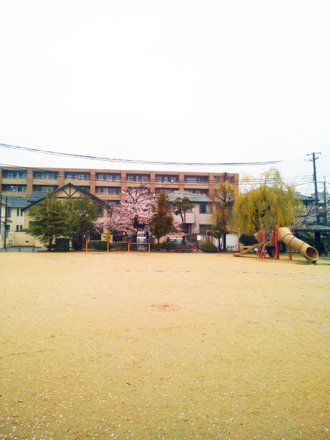 659-0062-sakura77　芦屋さくら百景７７　宮塚町