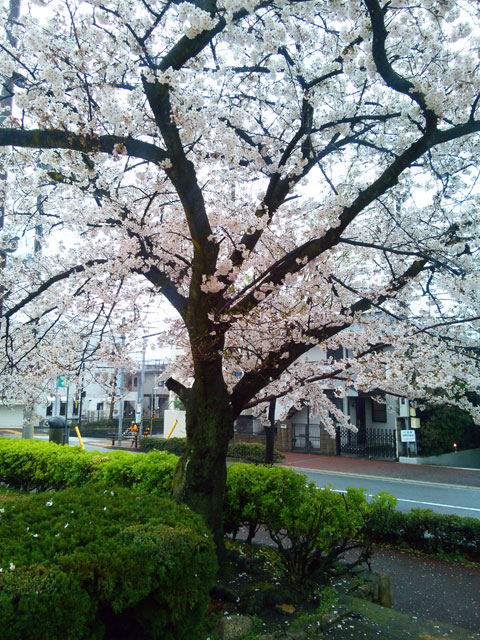 659-0062-sakura78　芦屋さくら百景７８　宮塚町