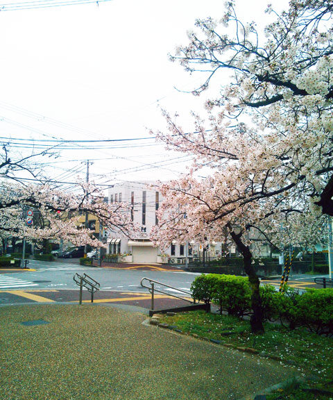 659-0062-sakura79　芦屋さくら百景７９　宮塚町