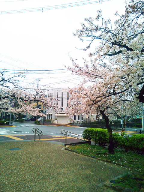 659-0062-sakura79　芦屋さくら百景７９　宮塚町