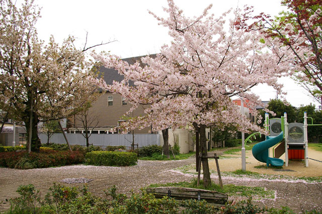 659-0062-sakura80　芦屋さくら百景８０　宮塚町