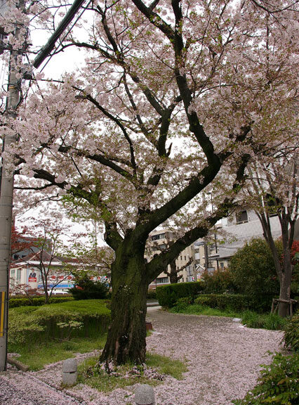 659-0062-sakura81　芦屋さくら百景８１　宮塚町