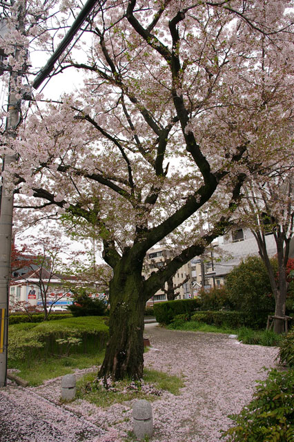 659-0062-sakura81　芦屋さくら百景８１　宮塚町