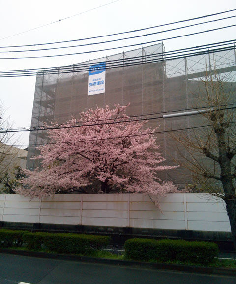 659-0063-sakura82　芦屋さくら百景８２　宮川町