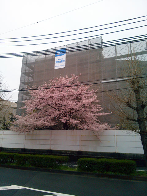 659-0063-sakura82　芦屋さくら百景８２　宮川町