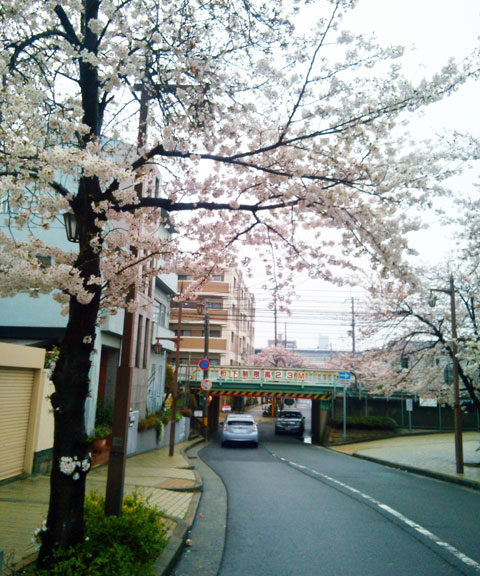 659-0066-sakura83　芦屋さくら百景８３　大桝町