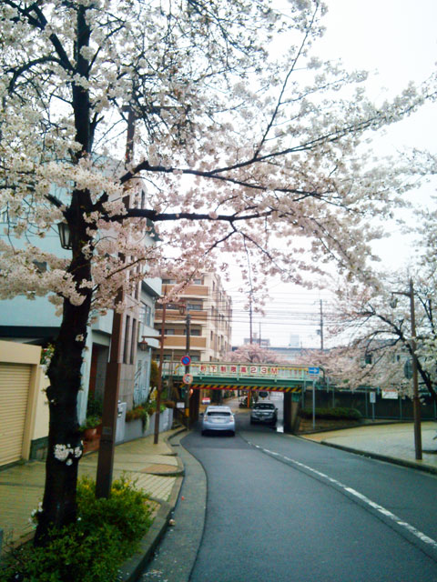 659-0066-sakura83　芦屋さくら百景８３　大桝町