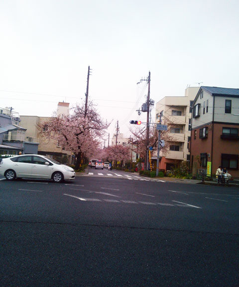 659-0067-sakura84　芦屋さくら百景８４　茶屋之町　