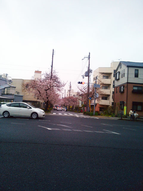 659-0067-sakura84　芦屋さくら百景８４　茶屋之町　