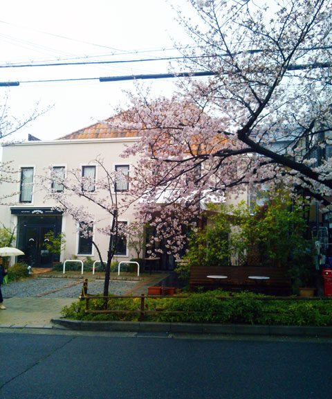 659-0067-sakura85　芦屋さくら百景８５　茶屋之町