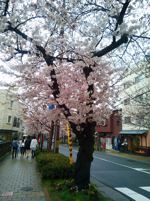 659-0067-sakura86　芦屋さくら百景８６　茶屋之町