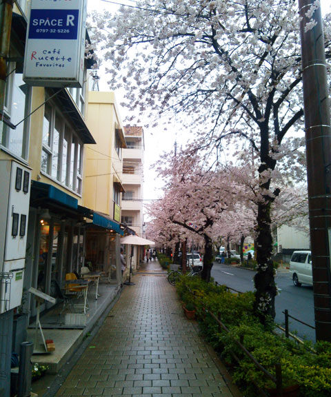 659-0067-sakura87　芦屋さくら百景８７　茶屋之町