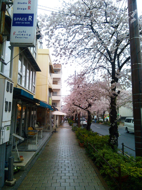 659-0067-sakura87　芦屋さくら百景８７　茶屋之町