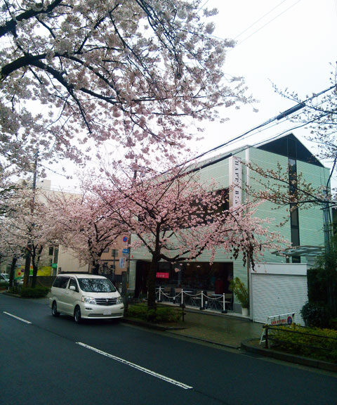 659-0067-sakura88　芦屋さくら百景８８　茶屋之町